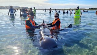 Decenas de ballenas quedan varadas por segunda vez en Nueva Zelanda
