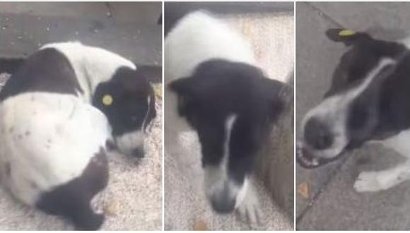 En Facebook se publicó un video en el que un desconcertado perro ve a su dueño tras varios años de ausencia. Su reacción se hizo viral en internet por la ternura de la misma. (Foto: captura de video)