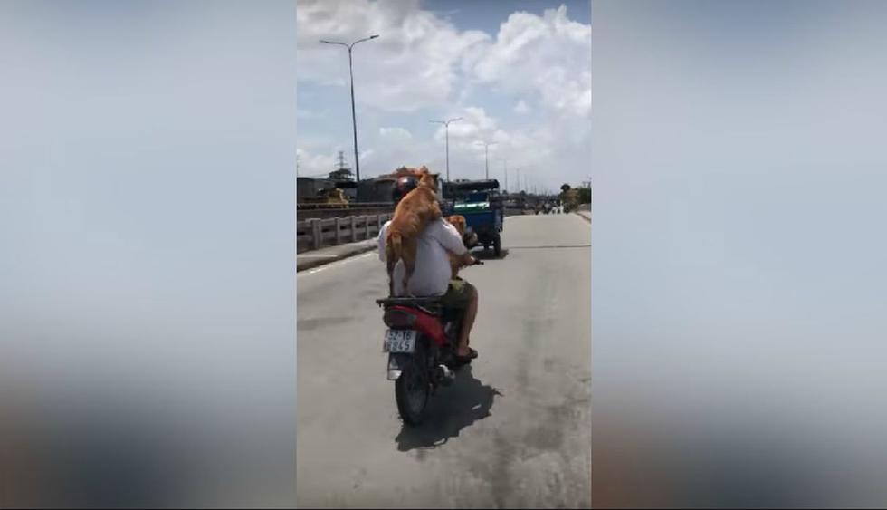 El hombre quiso llevar sí o sí a sus dos perros en una moto. (YouTube: ViralHog)