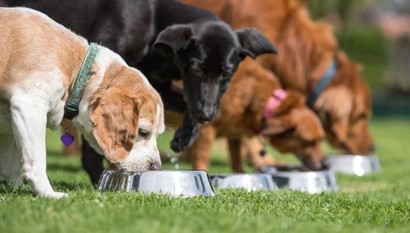 Alimentación en los perros