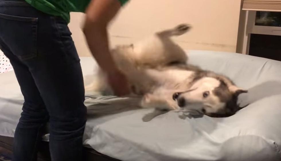 El perro se negó a obedecer a su dueño. (YouTube: ViralHog)