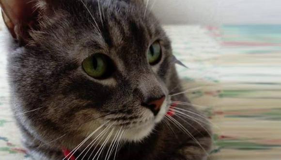 Este es el gato Manuel que se perdió en Lima. (Twitter: nerrabe)