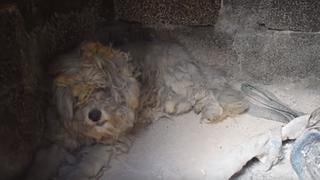 YouTube: perro sobreviviente es encontrado tras los devastadores incendios en Grecia