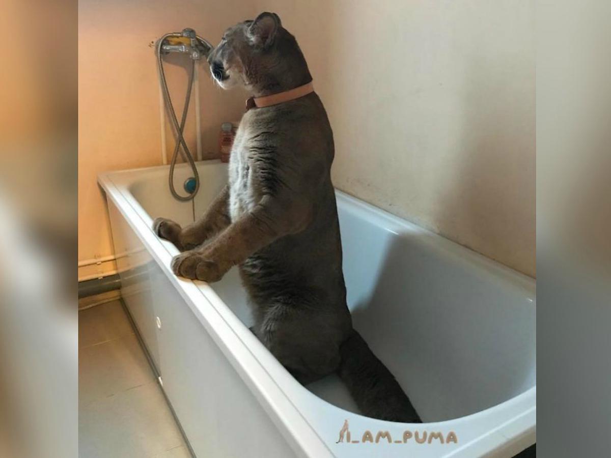 Conoce puma domesticado que se comporta como si un casero | VIRALES | PERU21 G21