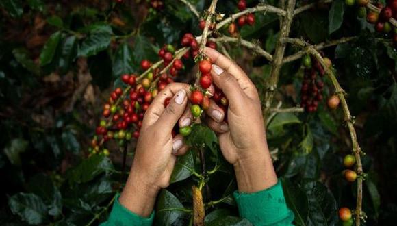 Además del cultivo de hojas de coca, los pobladores del VRAEM también se dedican al cultivo de café (Foto: Devida).