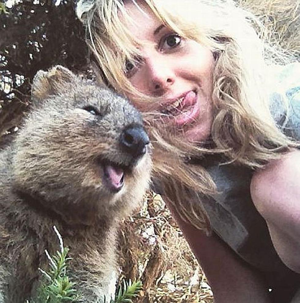 Conoce al quokka, el animal australiano que adora los ‘selfies’. (kempsterk en Instagram)