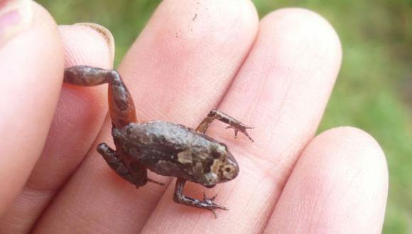Nueva especie de rana fue hallada en los andes peruanos. (Vanessa Uscapi)