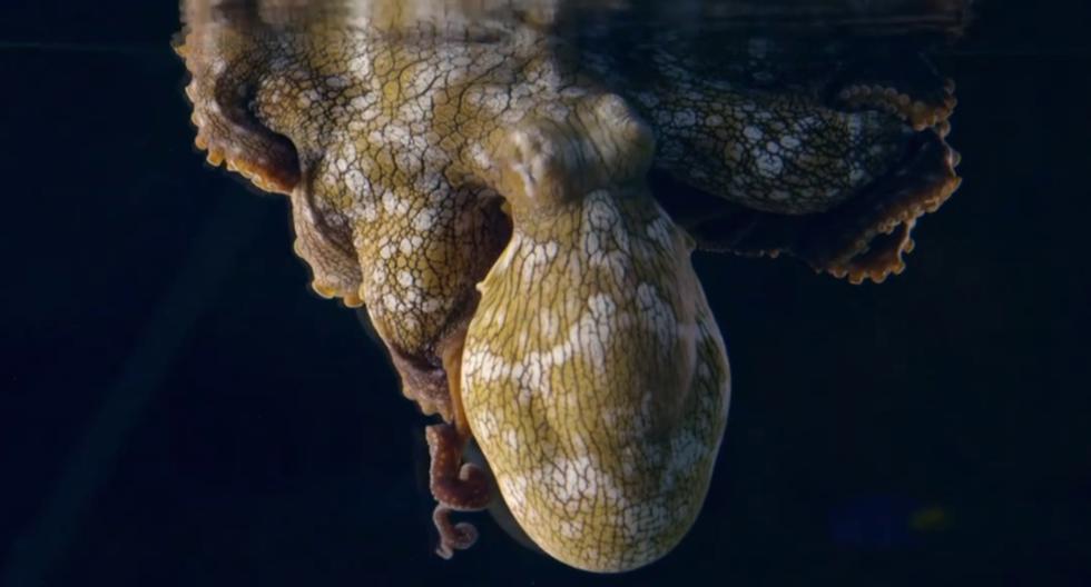 Un alucinante video muestra al mundo esta conducta poco conocida de los octópodos. (Foto: Nature on PBS en YouTube)