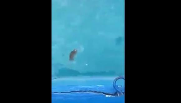 Rata muerta flotando en piscina. (Foto: captura de pantalla)