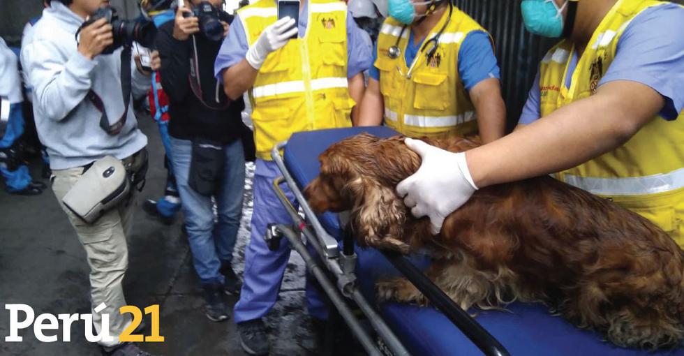 Mascotas fueron rescatadas del incendio en Abancay. (Álvaro Treneman/Perú 21)