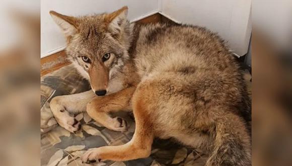 Se viralizó en Facebook la historia de Eli Boroditsky, un hombre de Canadá que creyó recoger a un perro sin saber que era en realidad un coyote. (Foto: Instagram/Yahoo Canada)