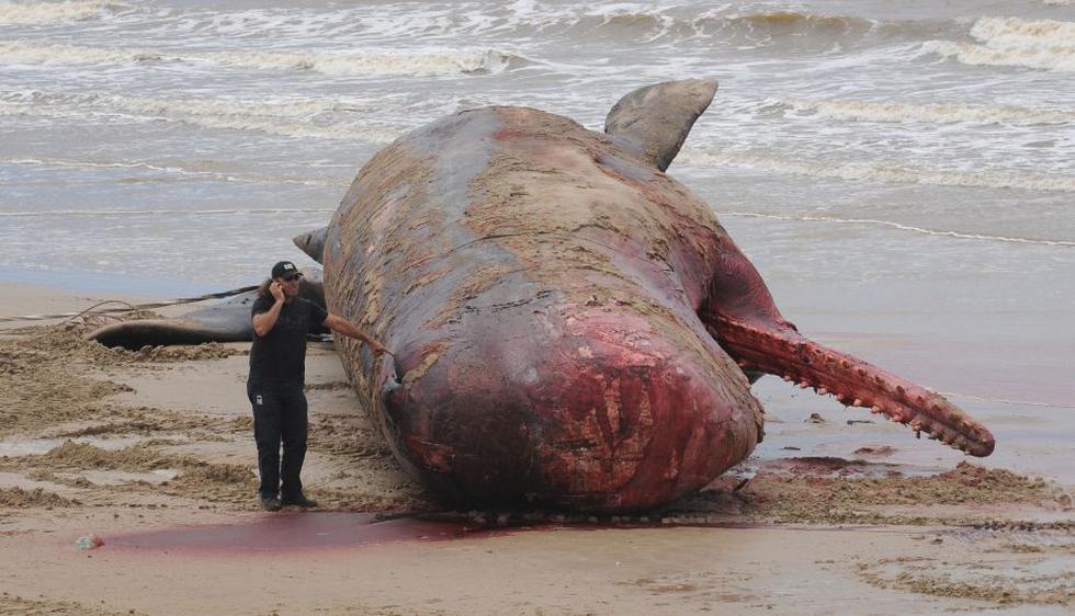 La extracción del mar del cadáver de un cachalote de 16,5 metros de largo se concretó este domingo en la costa de Montevideo, tras un gran operativo que culminará el lunes cuando sea retirado de la playa. (AFP)