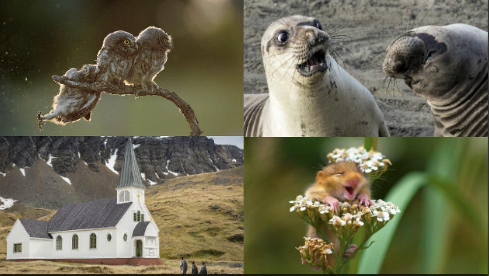 Estas son las fotografías de animales que participaron en el 'The Comedy Wildlife'.