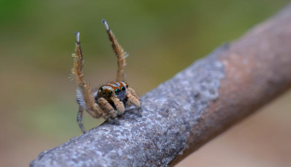 Daltónico se entera que descubrió una nueva especie de araña tras compartir video en YouTube. (Foto: Peacockspiderman)
