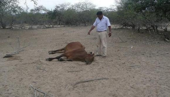 Sin agua. Sequía sigue matando ganado de la provincia de Olmos. (USI)
