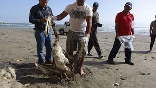 Lambayeque: Aves aparecen muertas en playa de Puerto Eten