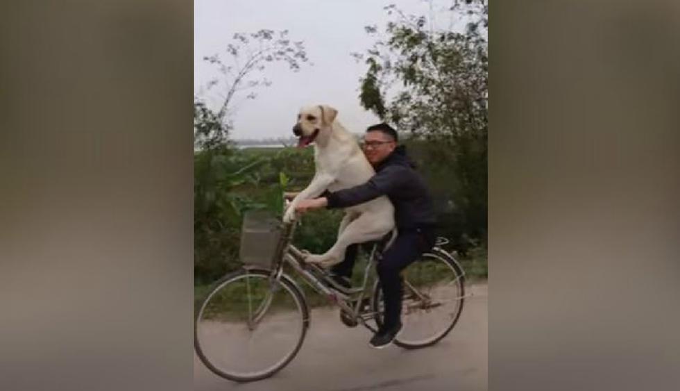 El perro no muestra miedo alguno al andar en bicicleta. (YouTube: ViralHog)