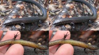Descubren nuevas especies de lagartijas en Machu Picchu