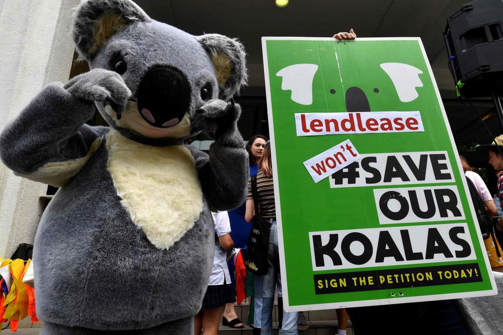 Un estudiante (R) sostiene una pancarta mientras otro se viste como un koala durante un mitin llamando a la acción sobre el cambio climático frente a la sede del Partido Liberal en Sídney.