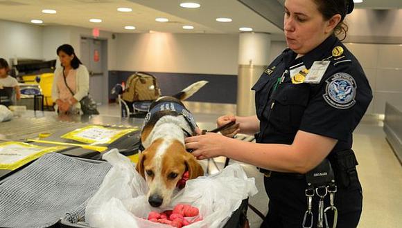 Perros beagle detectan si se están metiendo productos prohibidos. (Foto cortesía: Leslie Josephs/The Wall Street Journal)