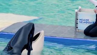 ¡Liberen a Lolita! Tribu nativa exige al Miami Seaquarium que orca regrese a su hábitat [VIDEO]