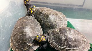 Puno: Rescatan a 4 tortugas que eran exhibidas sin autorización en establecimiento odontológico