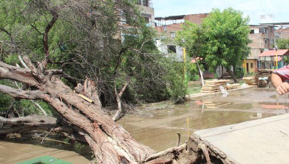 Más de 15 árboles cayeron ayer en la ciudad de Piura y en el distrito de Castilla. (Margarita Criollo)