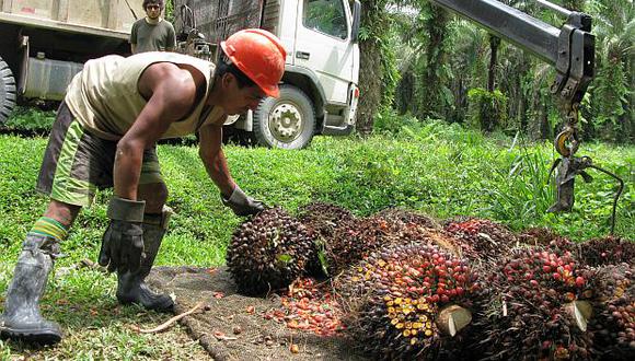 La palma aceitera se emplea para elaborar aceite vegetal. (Foto: El Comercio)