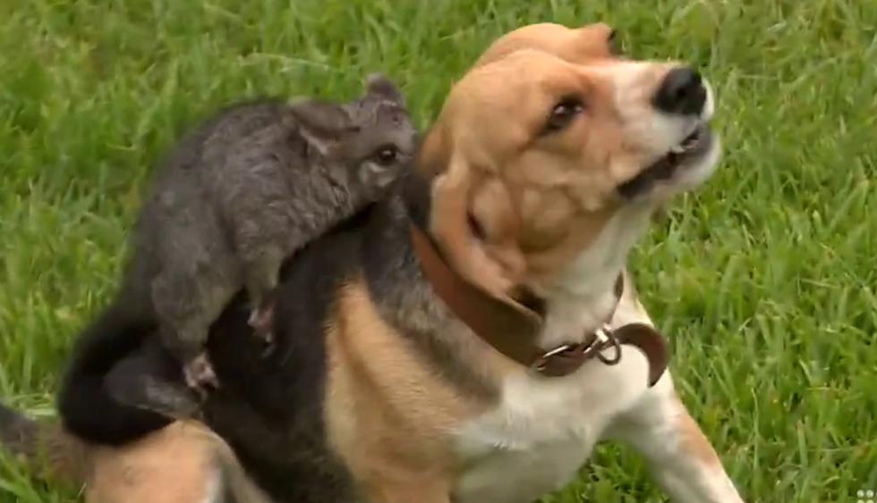 Una perrita en duelo encontró en el marsupial a un inseparable compañero. (Fotos: Nine News Melbourne en Facebook)