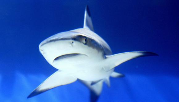 Un tiburón apareció cerca de la orilla de una playa estadounidense. (AFP)