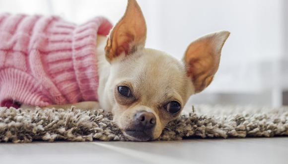 El veterianario recomendó desparasitar a los perros de los parásitos externos como pulgas, garrapatas y ácaros, tanto en verano como en invierno. (Foto: Pixabay)