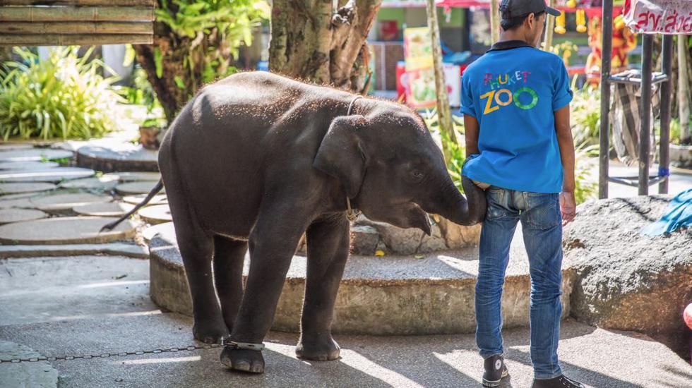 'Dumbo' de la vida real dio su último espectáculo antes de morir cruelmente en Tailandia. (YouTube)