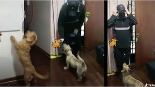 Perro alcanza mascarilla a su dueño para protegerlo de COVID-19