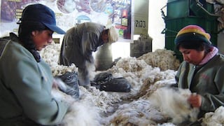 Exportación de fibra de alpaca y derivados creció 19% a mayo  