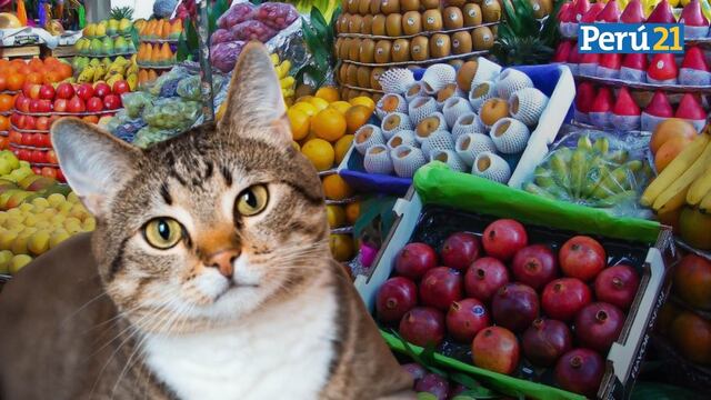 Alimentación saludable para tu gato: Estas son las frutas que puede comer