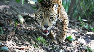 Madre de Dios: Mujer de 63 años pierde el brazo tras ser atacada por jaguar en zoológico