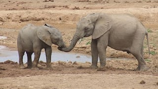 Cien elefantes murieron de sed