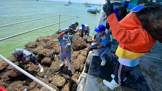Certificación sanitaria en bahía de Sechura fomentará miles de puestos de trabajo local en maricultura