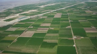 Majes Siguas: 23,000 hectáreas de cultivos en riesgo