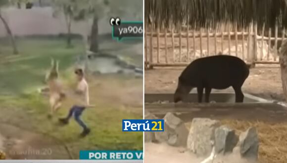 Indignación por maltrato animal en el Parque de las Leyendas. (Foto: Captura ATV)