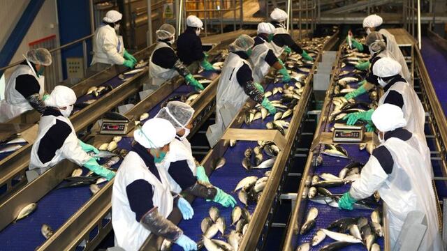 SNI asegura que plantas pesqueras están a punto de cerrar por trabas burocráticas de Produce