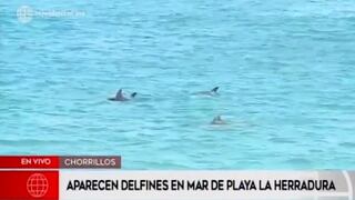 Delfines aparecen en playa La Herradura de Chorrillos tras aislamiento de personas por la cuarentena [VIDEO]