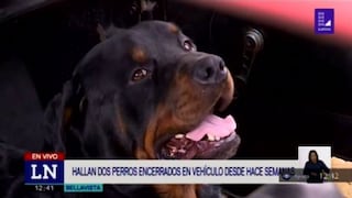Encierran y abandonan a perros dentro de vehículo en el Callao [VIDEO]