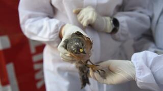 China: detectan primer caso humano de gripe aviar H3N8