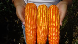 Sale nuevo maíz amarillo duro con alta calidad genética para la Amazonía