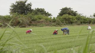 Sector agrícola crecerá por lo menos 5% este año