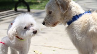 Vetsol: Conoce la nueva campaña veterinaria para mascotas impulsada por la Municipalidad de Lima 