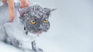 ¿A los gatos les gusta bañarse? Aclarando mentiras y verdades