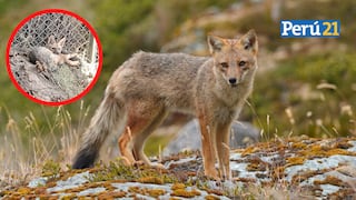 Valentina y Ramona: Arequipa es la primera región donde el zorro andino regresará a su hábitat natural