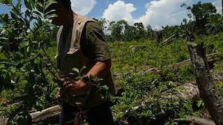 Solo se erradicará el 4% de cultivos de hoja de coca en el Vraem